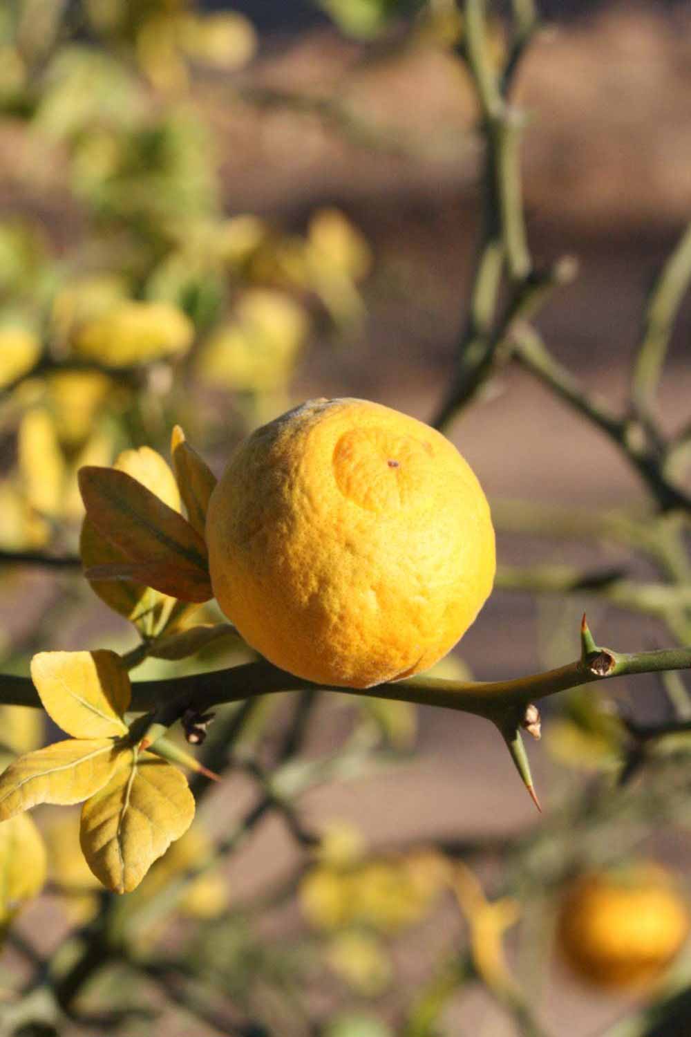            Fruit (Riverside, CA)   